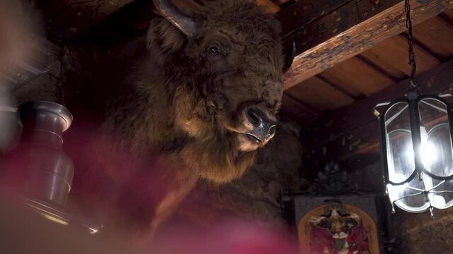 Bison head mount decoration in an old saloon next to antique lamp.