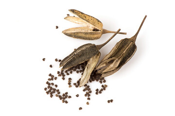 Abelmosk or Abelmoschus moschatus dried fruits and seeds isolated on white background.top view,flat lay.