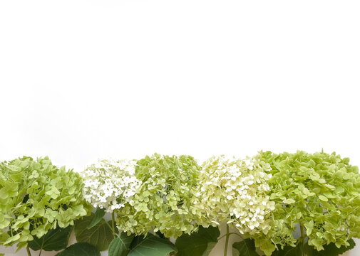 Flowers composition from green hydrangea flowers on white background. Spring, summer template for your projects.