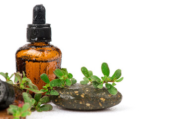 Purslane flowers or Portulaca oleracea green leaves and extract isolated on white background.