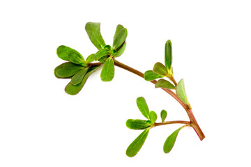 Purslane branch green leaves isolated on white background.top view,flat lay.
