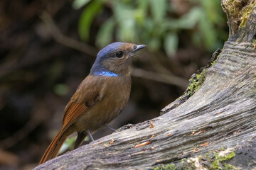 a Large Niltava Female (Niltavagrandis) bird in nature
