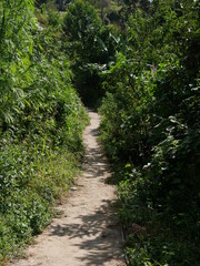 Fototapeta premium path in the forest