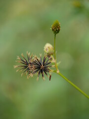 thistle in the grass
