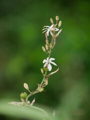 close up of a plant