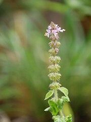 close up flower and leafs  