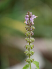 close up of a flower, plant of Tulshi 