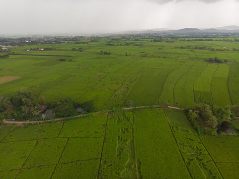 Green paddy rice plantation field with clud sky