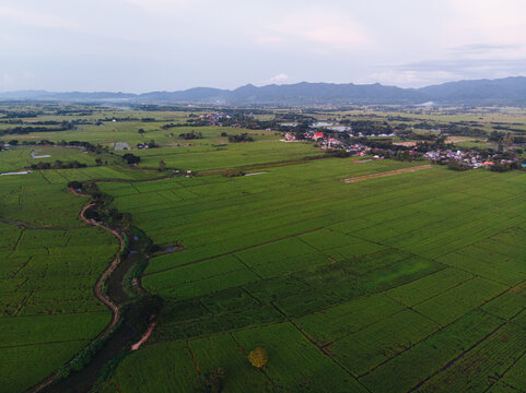 Green paddy rice plantation field with clud sky © themorningglory