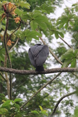 Black-headed Vulture