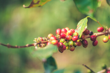 Ripe Red coffee bean berry plant fresh seed coffee tree growth in green eco organic farm. Close up red ripe seed robusta arabica berries harvest for  coffee garden. Fresh coffee bean green leaf bush