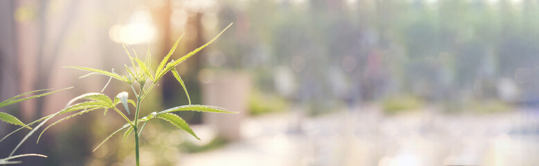 Banner Green Marijuana tree cannabis plant narcotic herbal in greenhouse. Panoramic Hemp leaf made cannabis crude oil medicine farm on sun light. CBC, THC herb agriculture Weed leaf Drug concept