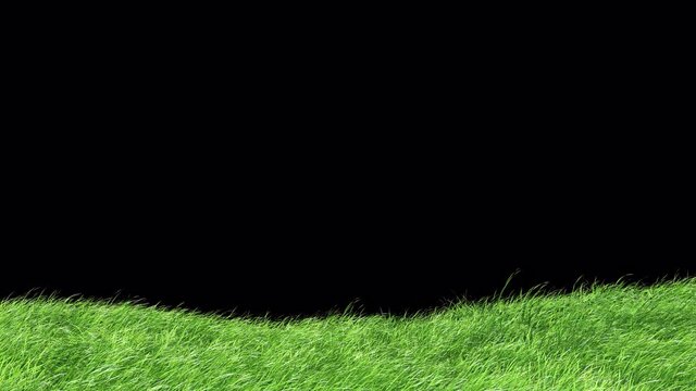 Mountain Grass Swaying Wind Loop with Alpha Channel. Element footage you can place on background.