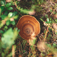 Inedible mushroom Schlanke biennial or dark. lat. Coltricia perennis
