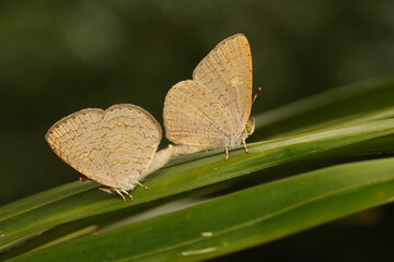 Fototapeta na wymiar A pair of butterflies are mating.