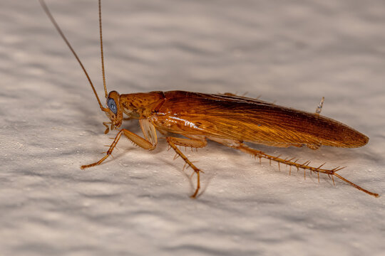 Adult Wood Cockroach