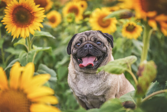 Portrait of a pug breed dog in a sunflower field