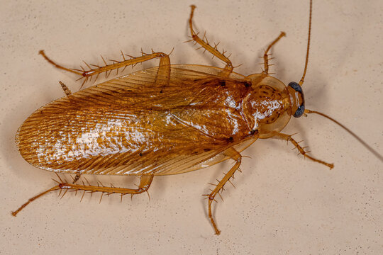 Adult Wood Cockroach