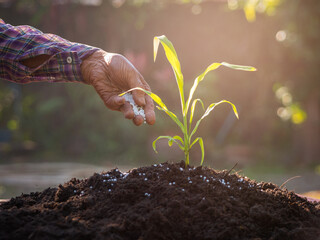 Senior farmers applying fertilizer plant food to soil for vegetable and flower garden. Hands...