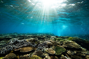 光降り注ぐ珊瑚の海