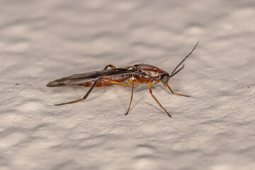 Adult Biting Midge