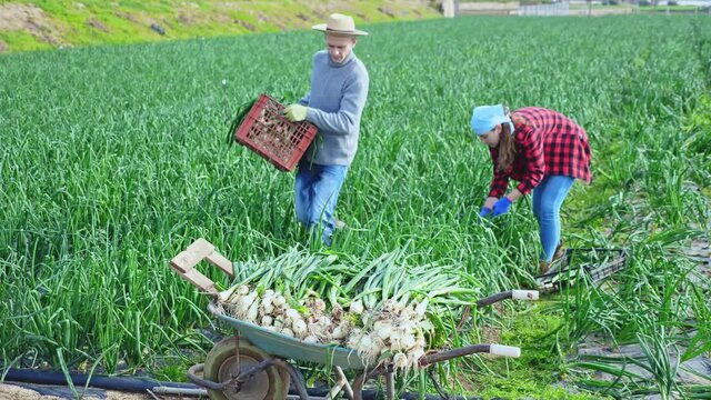 Positive couple picking harvest of green onions on the field