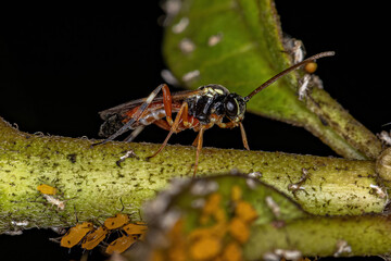 Common Hover Fly Parasitoid Wasp