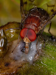 Adult Calyptrate Fly