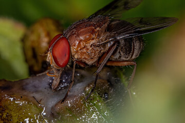 Adult Calyptrate Fly