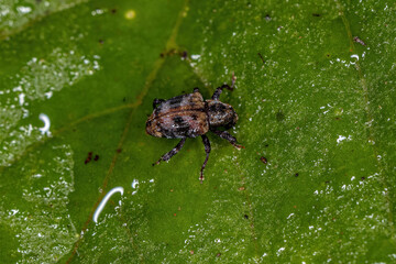Adult True Weevil