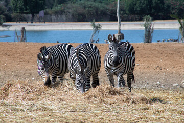 Fototapeta na wymiar Three zebras in Ramat Gan Safary. Israel.