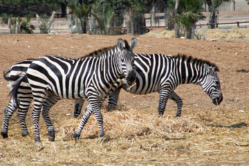 zebra in the zoo