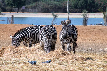 Fototapeta na wymiar Three zebras in Ramat Gan safari in Israel/