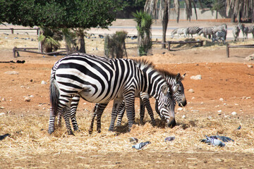 Fototapeta na wymiar zebra eating grass