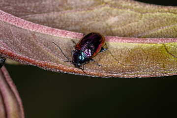 Adult Flea Beetle