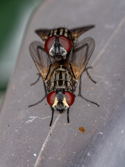 Adult House Flys