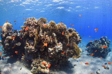 coral reef and fishes