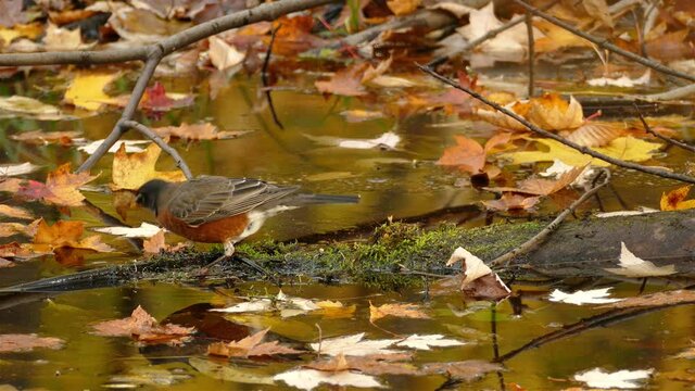 A small bird hops on a submerged log, surrounded by fallen yellow leaves.