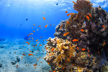 coral reef and fish