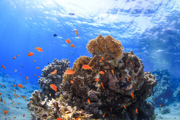 coral reef in sea