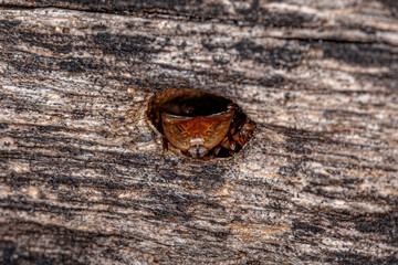 Adult Yellow Turtle Ant