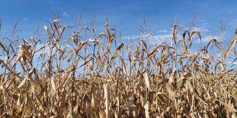 reed against blue sky