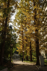 秋、公園のメタセコイア並木