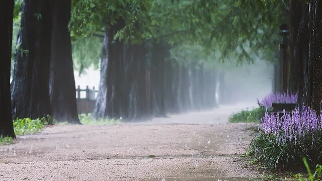 The showers and big raindrops I met on a summer day at the Metasequoia Garosu-gil hit my emotions, and the beautiful scene that flows slowly gives me peace and relaxation.