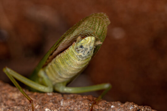 Acontistid Mantis Nymph