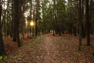 A path in the park covered with fallen leaves and sun rays passing through the trees
