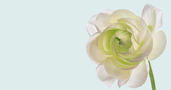 Beautiful white ranunculus flower opening on light background. Wedding, Valentines Day, Mothers Day concept. Holiday, love, birthday design backdrop with place for text or image. Congratulation banner