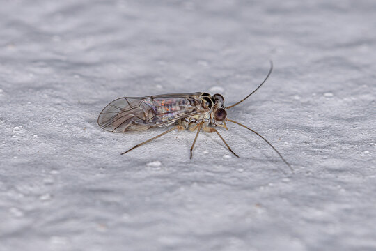 Adult Common Barklice Insect