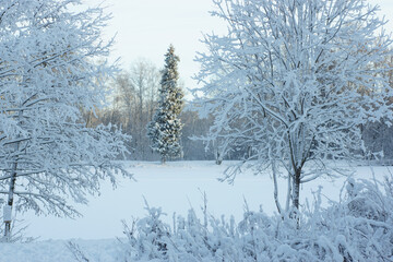 View of a tall Christmas tree through snow-covered branches of trees, winter landscape