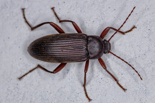 Adult Comb-clawed Darkling Beetle